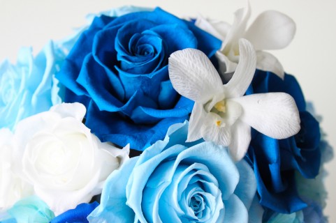綺麗な花 待ち受け 青 最高の花の画像